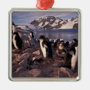 Antarktika, Adeliepinguin-Küken Ornament Aus Metall