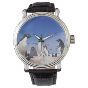 Antarktika, Adeliepinguin Pygoscelis Armbanduhr