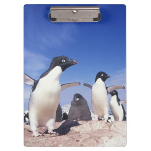 Antarktika, Adeliepinguin Pygoscelis Klemmbrett