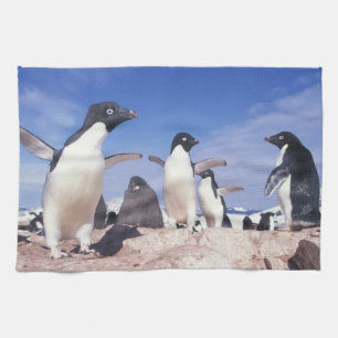 Antarktika, Adeliepinguin Pygoscelis Küchentuch