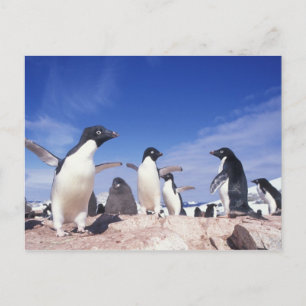Antarktika, Adeliepinguin Pygoscelis Postkarte