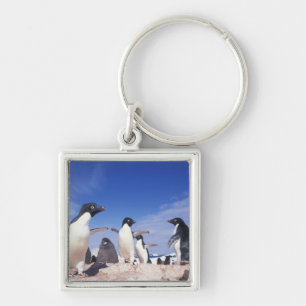 Antarktika, Adeliepinguin Pygoscelis Schlüsselanhänger