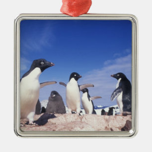 Antarktika, Adeliepinguin Pygoscelis Silbernes Ornament