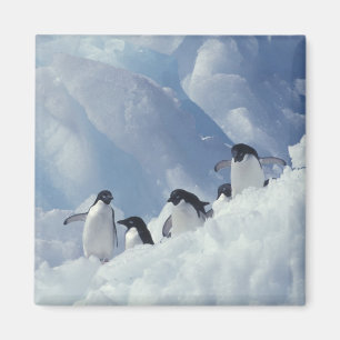 Antarktika. Adeliepinguine Magnet