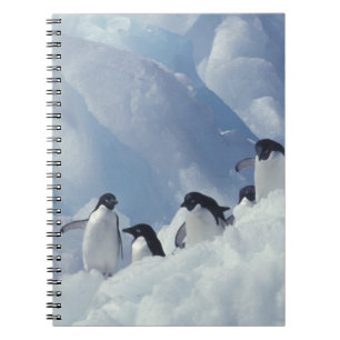Antarktika. Adeliepinguine Notizblock