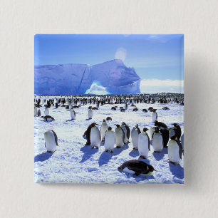 Antarktika, Antarktische Halbinsel, Weddell-Meer, Button