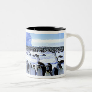 Antarktika, Antarktische Halbinsel, Weddell-Meer, Zweifarbige Tasse