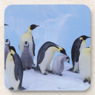 Antarktika, Kaiser-Pinguine Getränkeuntersetzer