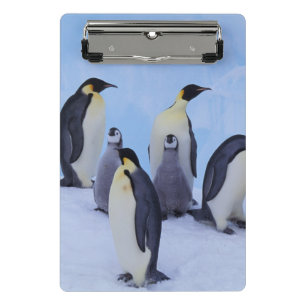 Antarktika, Kaiser-Pinguine Mini Klemmbrett
