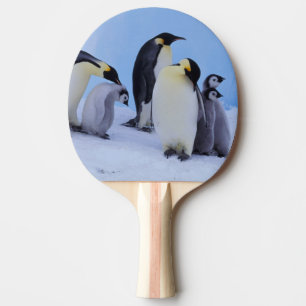 Antarktika, Kaiser-Pinguine Tischtennis Schläger