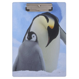Antarktika. Kaiser-Pinguine und Küken Klemmbrett