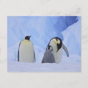 Antarktika. Kaiser-Pinguine und Küken Postkarte
