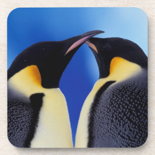 Antarktika, Kaiser-Pinguine Untersetzer
