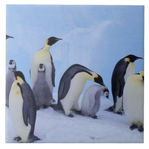 Antarktika, Kaiserpinguine Fliese