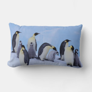 Antarktika, Kaiserpinguine Lendenkissen