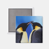 Antarktika, Kaiserpinguine Magnet (Vorderseite/Rückseite)
