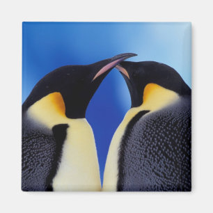 Antarktika, Kaiserpinguine Magnet