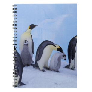 Antarktika, Kaiserpinguine Notizblock