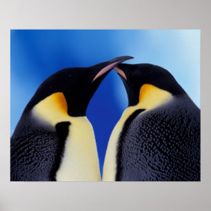 Antarktika, Kaiserpinguine Poster