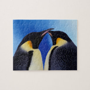 Antarktika, Kaiserpinguine Puzzle