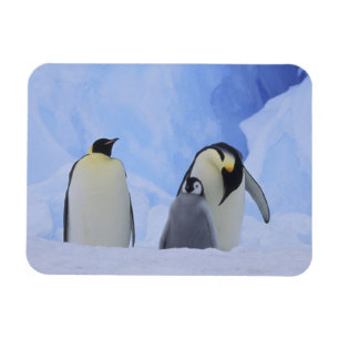 Antarktika. Kaiserpinguine und Küken Magnet