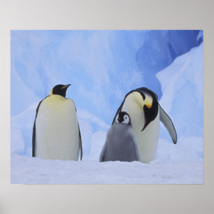 Antarktika. Kaiserpinguine und Küken Poster