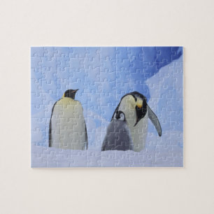 Antarktika. Kaiserpinguine und Küken Puzzle