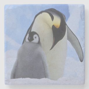 Antarktika. Kaiserpinguine und Küken Steinuntersetzer