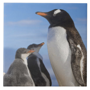 Antarktika, Neko Cove (Hafen). Gentoo Pinguin 2 Fliese