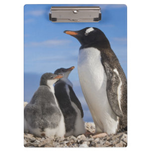 Antarktika, Neko Cove (Hafen). Gentoo Pinguin 2 Klemmbrett