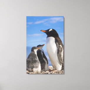 Antarktika, Neko Cove (Hafen). Gentoo Pinguin 2 Leinwanddruck