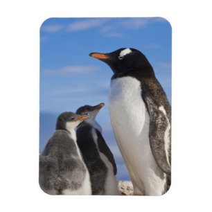 Antarktika, Neko Cove (Hafen). Gentoo Pinguin 2 Magnet