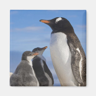 Antarktika, Neko Cove (Hafen). Gentoo Pinguin 2 Magnet