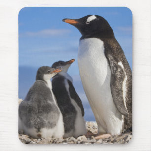 Antarktika, Neko Cove (Hafen). Gentoo Pinguin 2 Mousepad