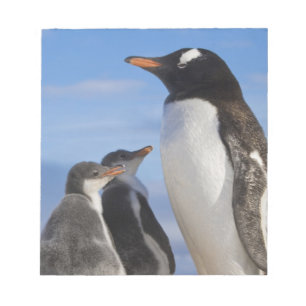 Antarktika, Neko Cove (Hafen). Gentoo Pinguin 2 Notizblock