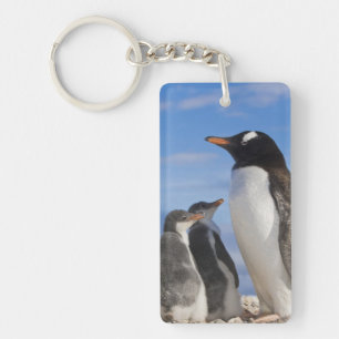 Antarktika, Neko Cove (Hafen). Gentoo Pinguin 2 Schlüsselanhänger