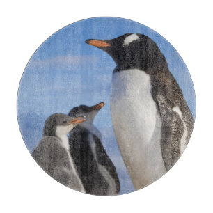 Antarktika, Neko Cove (Hafen). Gentoo Pinguin 2 Schneidebrett