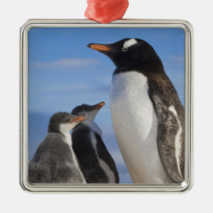 Antarktika, Neko Cove (Hafen). Gentoo Pinguin 2 Silbernes Ornament