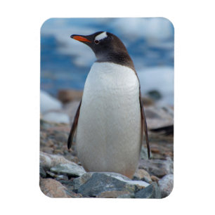 Antarktika. Neko-Hafen. Gentoo-Pinguin Magnet