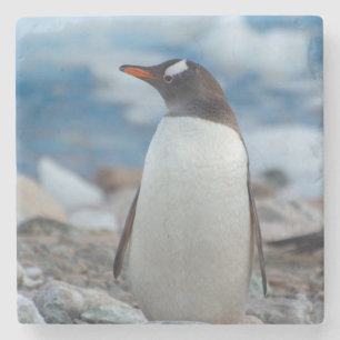 Antarktika. Neko-Hafen. Gentoo-Pinguin Steinuntersetzer