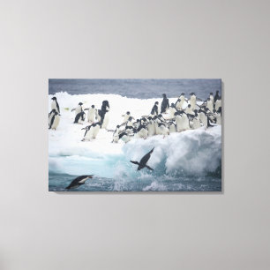 Antarktika, Paulet-Insel. Adeliepinguine Leinwanddruck