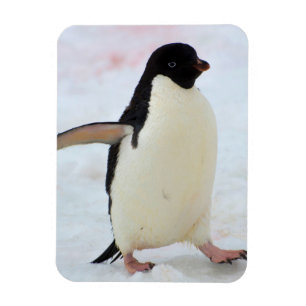 Antarktika. Petermann-Insel. Adeliepinguin Magnet