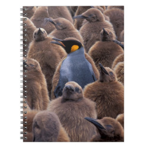Antarktika, South Georgia Island, Königspinguine Notizblock