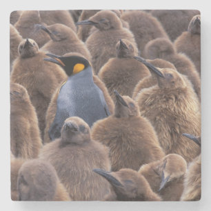 Antarktika, South Georgia Island, Königspinguine Steinuntersetzer