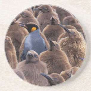 Antarktika, South Georgia Island, Königspinguine Untersetzer