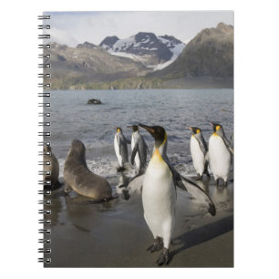 Antarktika, South Georgia Island (UK), Antarktis 2 Notizblock