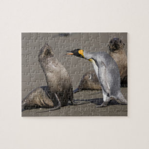 Antarktika, South Georgia Island (UK), König 3 Puzzle