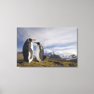 Antarktika, South Georgia Island (UK), König Leinwanddruck