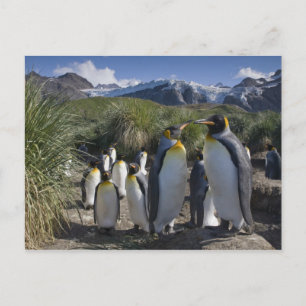 Antarktika, South Georgia Island (UK), König Postkarte