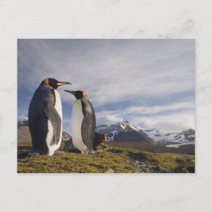 Antarktika, South Georgia Island (UK), König Postkarte